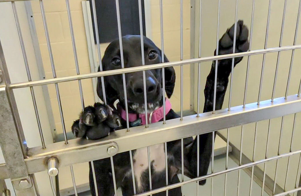 NI Humane Society pets for adoption-4.jpg